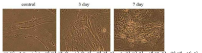 나노파티클을 이용한 역분화 초창기의 세포의 형태 변화