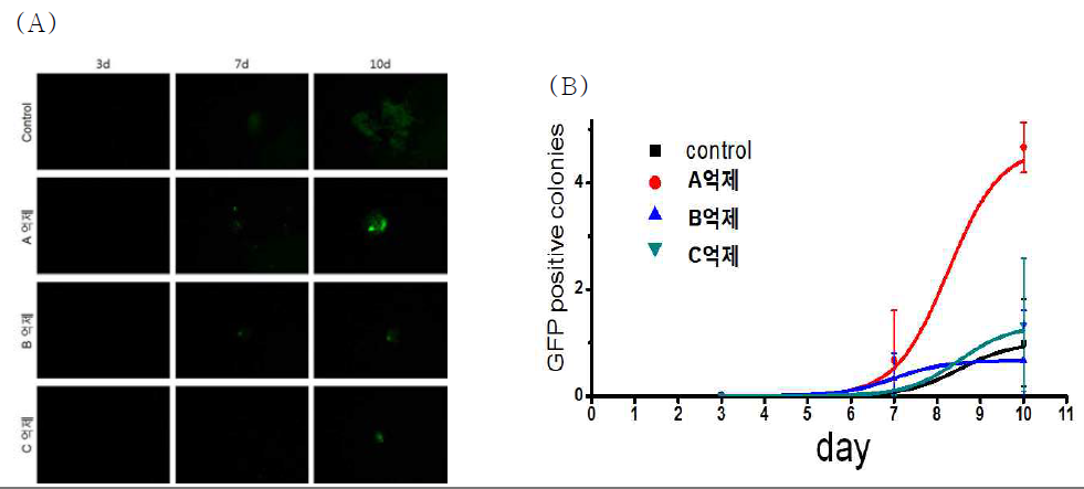 OG-MEF 세포를 이용하여 역분화시 신호전달 억제를 통하여 Oct4 유전자가 활성화 되는 시점을 확인.