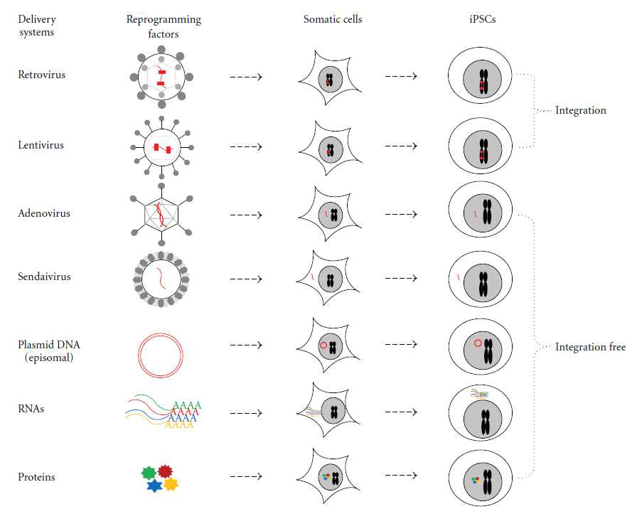 다양한 gene delivery system을 이용한 역분화 줄기세포 제작 전략