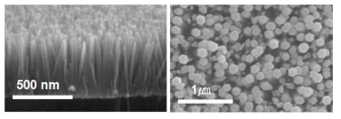 Hydrothermal method로 성장된 ZnO nanorod의 SEM 이미지