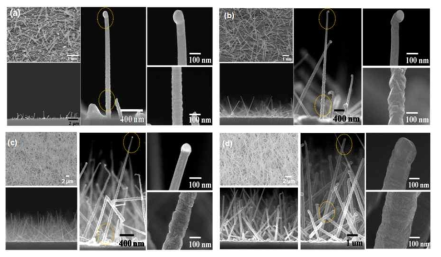 (a) 2 hr, (b) 3 hr, (c) 4 hr, and (d) 9 hr 시간 성장한 실리콘 나노선의 SEM 사진