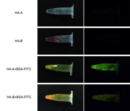 BSA-FITC를 함유하기 전과 후의 형광 발현 확인.