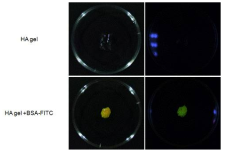 히알루론산 하이드로겔과 BSA-FITC를 함유한 히알루론산 하이드로겔을 제조함.