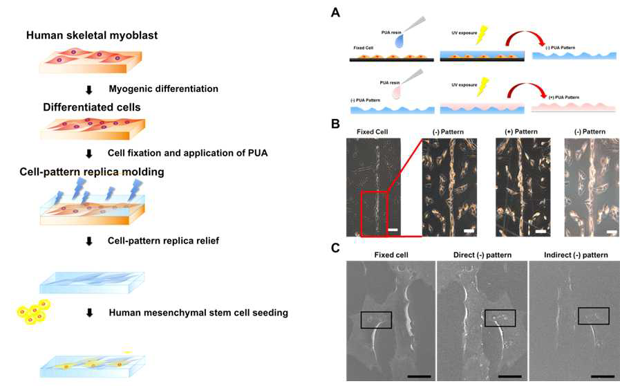 근육세포 모양을 모방하는 PUA기반의 지지체 개발