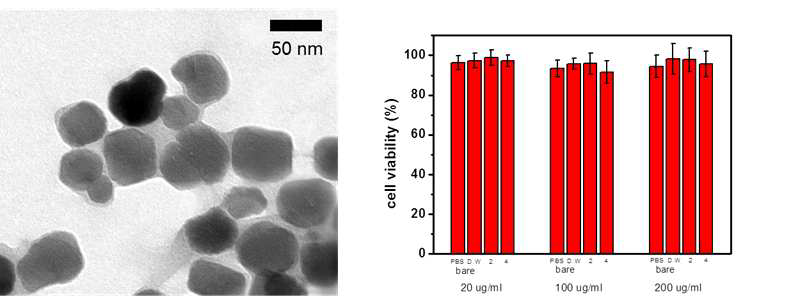 박테리아 유래 자성나노입자 표면에 다층박막을 제조한 TEM 이미지 (왼쪽), 세포 독성 실험 결과 (오른쪽)