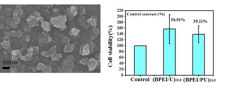 우루시올 다층박막의 SEM 이미지 (왼쪽), 우루시올 다층박막의 세포 독성 실험 결과 (오른쪽)