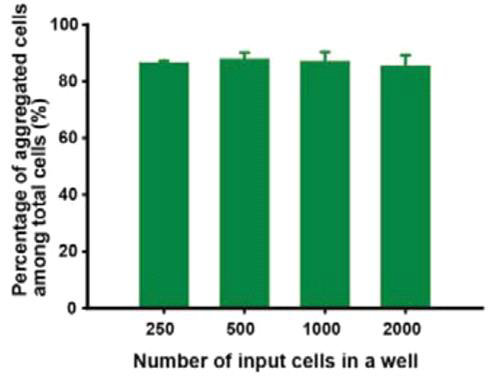 자기력 시스템에 도입 된 세포 중 3차원 세포 클러스터를 구성하는 데 쓰인 세포의 비율