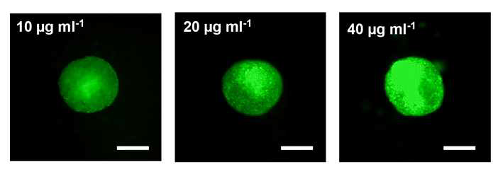 자성 나노 입자의 농도가 세포 클러스터 크기에 미치는 영향