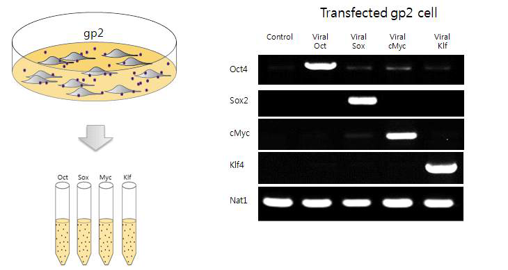 iPSCs 제작을 위해 사용되는 유전자 전달 바이러스를 생산하는 과정에 대한 모식도와 바이러스생산 여부의 확인에 대한 PCR gel 사진