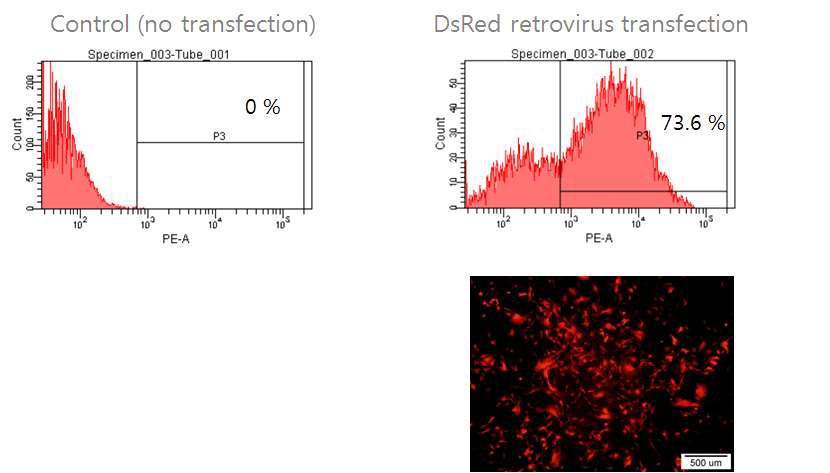 마우스 배아섬유아세포 (MEF)에 도입된 네 가지 유전자에 대한 바이러스의 효용성을 확인하기 위해 retro 바이러스의 대표격인 DsRed의 붉은 색 형광을 확인한 FACS 결과