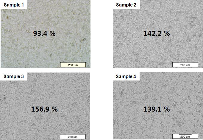 옻나무추출물로 합성한 나노필름 위에서 배양한 세포의 광학현미경 사진과 생존률