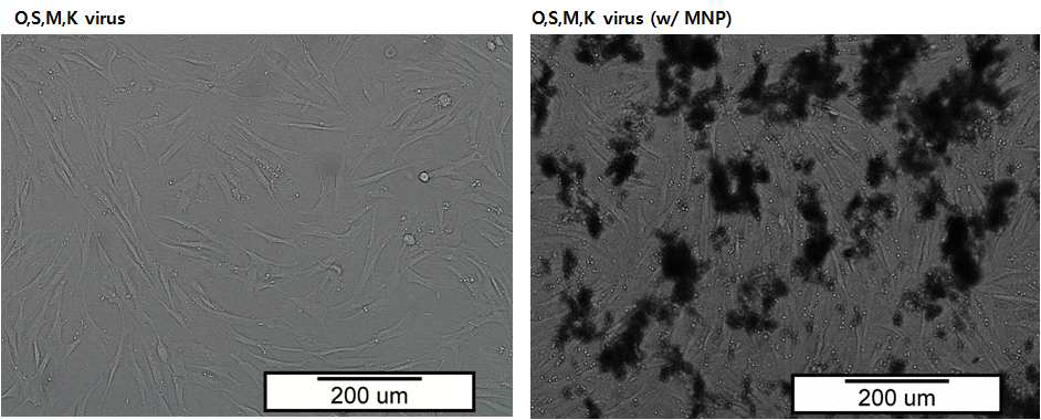 역분화를 유도하는 과정에서 박테리아 유래의 생물학적 합성 자성나노입자를 도입해 관찰한 세포의 광학현미경 사진
