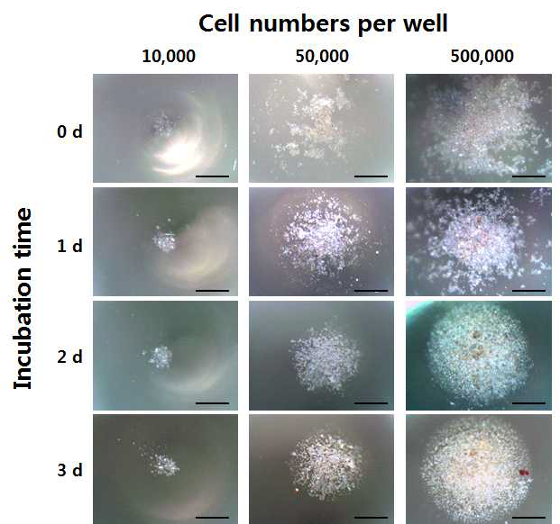 자성나노입자의 도입으로 자화된 인간배아줄기세포를 자기력 시스템을 이용해 3차원으로 구현한 형태, 주입한 세포 개수와 주입 시점으로부터 시간의 흐름에 따라 관찰한 광학현미경 사진