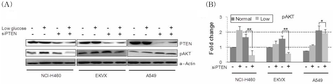 Western blot analysis for PTEN KD in wild type-lung cancer cell lines.