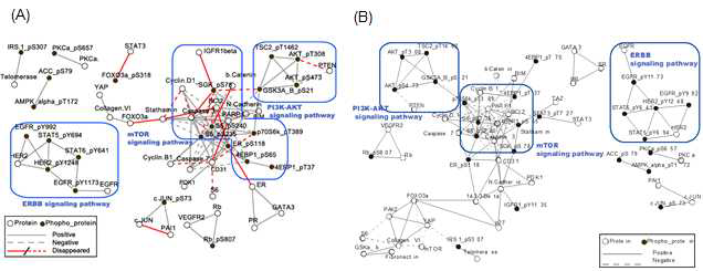 Correlation networks of normal (A) and low (B) RPPA datasets.