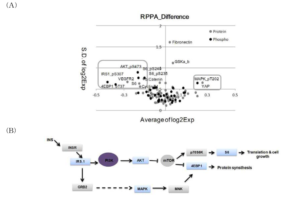 Diversity of protein and phospho-protein antiboides expression and alteration under glucose starvation condition across heterogeneous cancer cell lines