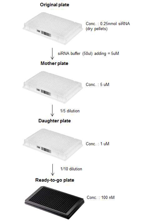 siRNA library stock plate의 serial dilution