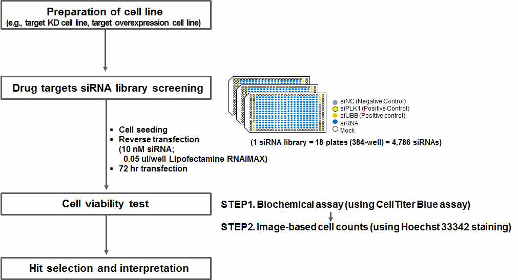 siRNA library screening experiment layout