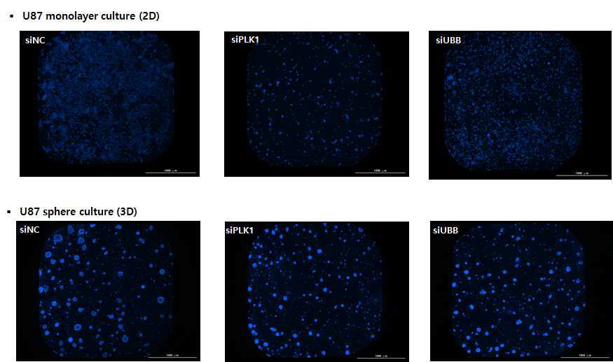 2D 및 3D 세포배양 조건에서의 siRNA transfection 효율 확인