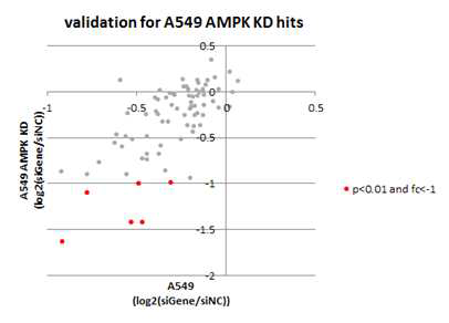 A549 AMPK KD 후보 표적 유전자의 검증