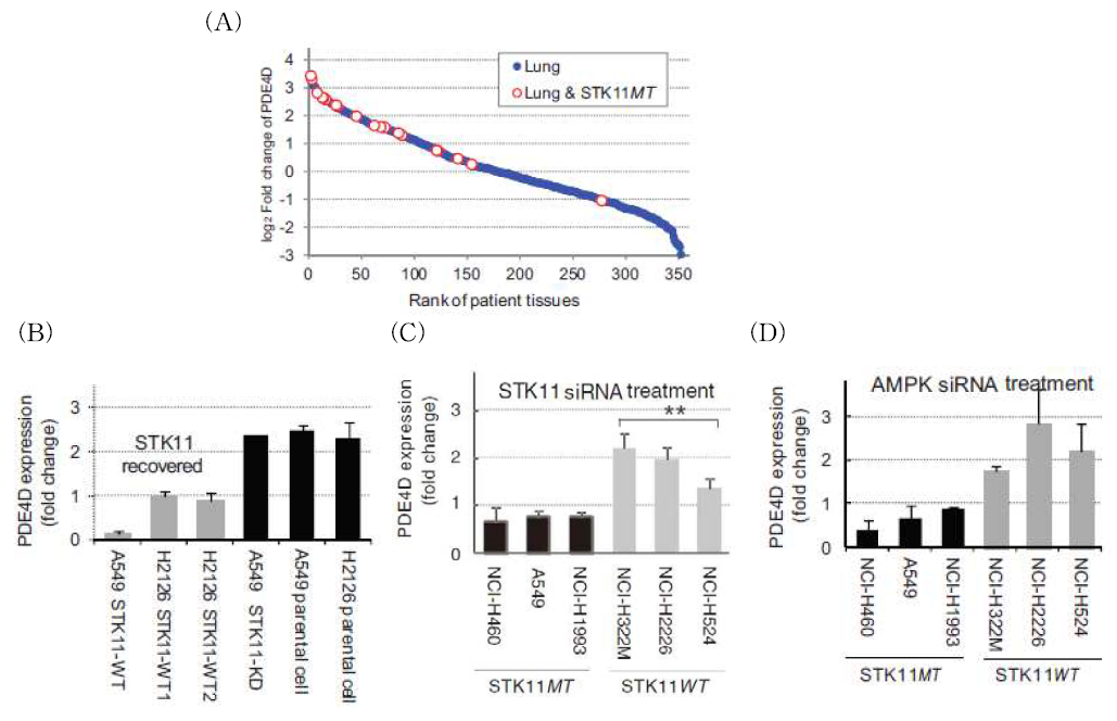 Change of PDE4D gene expression by STK11 and AMPK in lung.