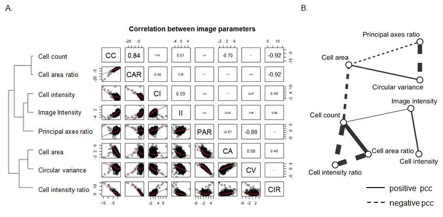 Correlation between fold change values of image parameters.