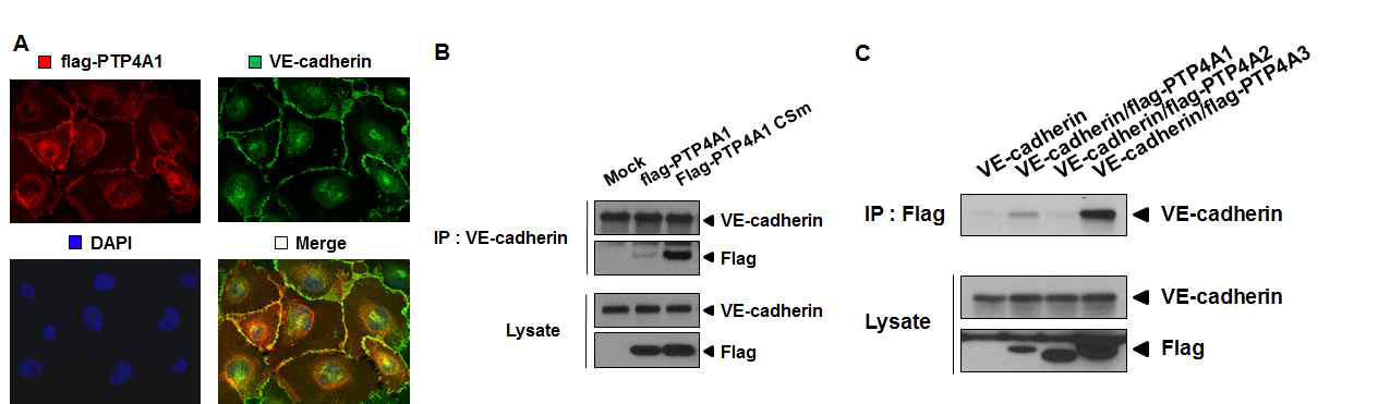 탈인산효소, PTP4A1과 투과성 조절 단백질 VE-cadherin과의 이음부 localization 및 결합 분석