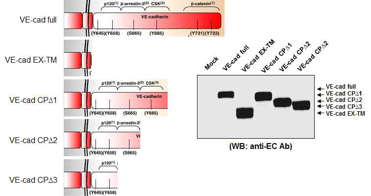 VE-cadherin 구조별 deletion mutants 발현 검증