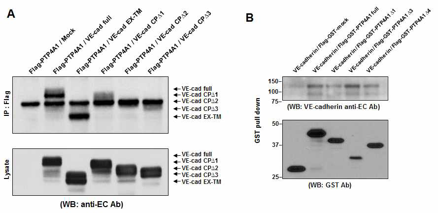 PTP4A1-VE-cadherin 결합 domain 분석