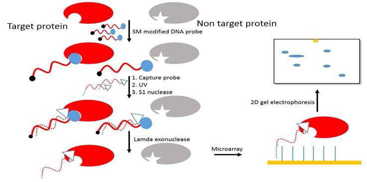 DNA 바코드 기반 표적물질 검출 probe 모식도