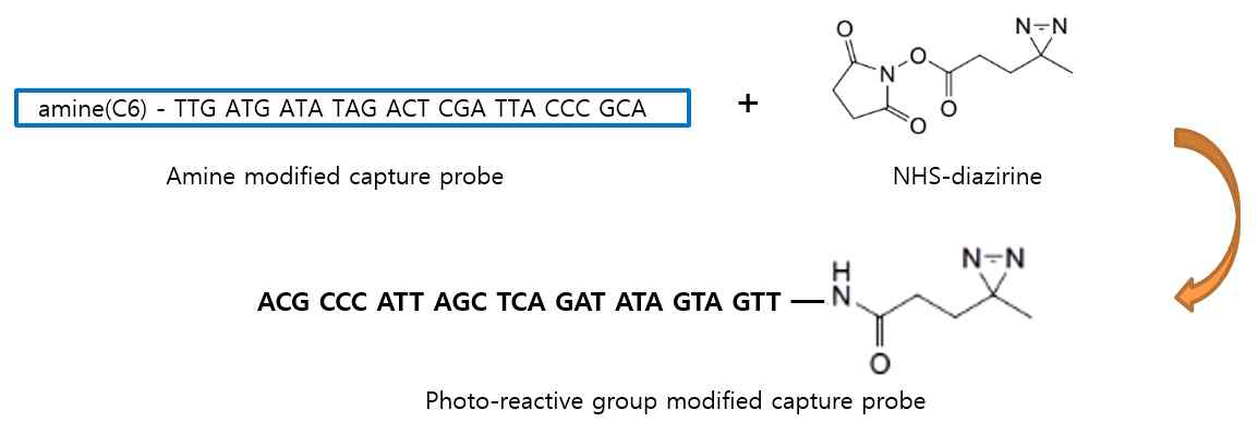 Capture probe 합성