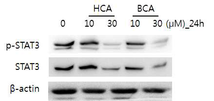 계피유래 물질 HCA, BCA가 STAT3의 인산화억제