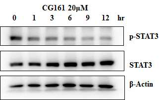 STAT3의 인산화 억제 시점