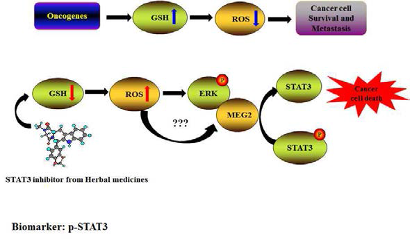 천연물의 STAT3 인산화기전