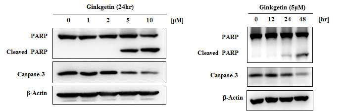 Ginkgetin의 세포사멸 유도