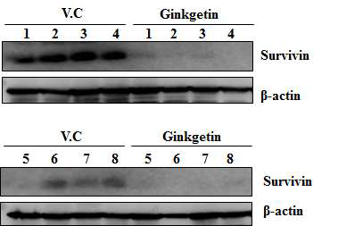 암조직내 ginkgetin에 의한 survivin 감소