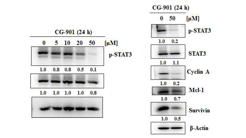 CG-901의 STAT3 인산화 억제