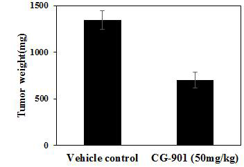 동물모델에서의 CG-901의 암조직 성장 억제