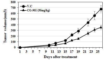 동물모델에서의 CG-901의 암조직 성장 억제