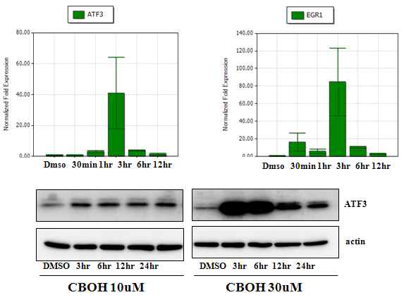 계피유래 물질(CB-OH, BCA)DP에 의한 ATF3와 EGR-1의 발현 변화
