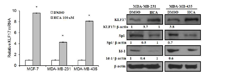 KLF17, Id-1 Sp1 등의 발현감소