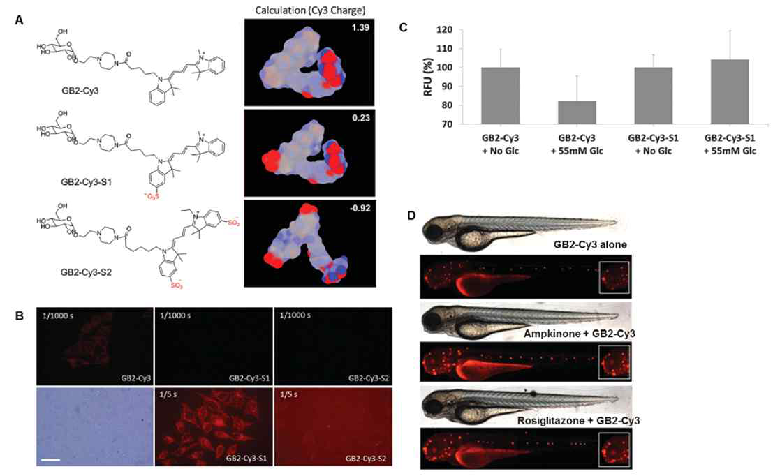 A. GB2-Cy3, GB2-Cy3-S1, GB2-Cy3-S2의 구조와 계산된 전하값. B. 글루코스 바이오프로브들의 세포 흡수 차이. C. GB2-Cy3-S1의 세포 흡수는 글루코스 수송단백질에 의존하는 것이 아님을 확인. D. Zebrafish에 ampkinone과 rosiglitazone을 처리할 경우 GB2-Cy3의 흡수가 증가하는 것을 확인