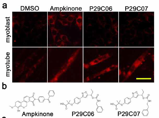 myotube에서 선택적으로 포도당의 세포 내 흡수를 증가시키는 P29C06, P29C07을 GB2-Cy3 기반 스크리닝 시스템을 통하여 확인