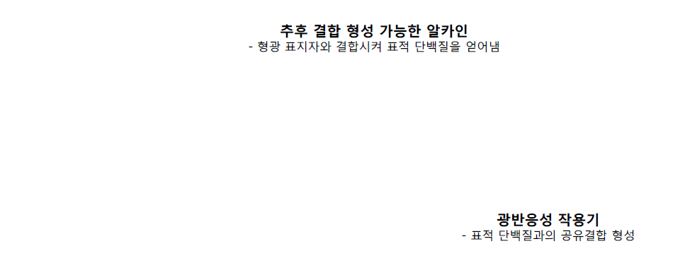 광반응성 작용기, 말단 알카인의 두 가지 구조를 도입하여 FITGE 기술을 적용할 수 있는 표적 규명 프로브를 도출