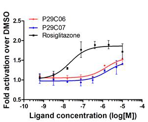 유효 화합물인 P29C06, P29C07이 PPARγ 의 활성제로서 작용함을 확인