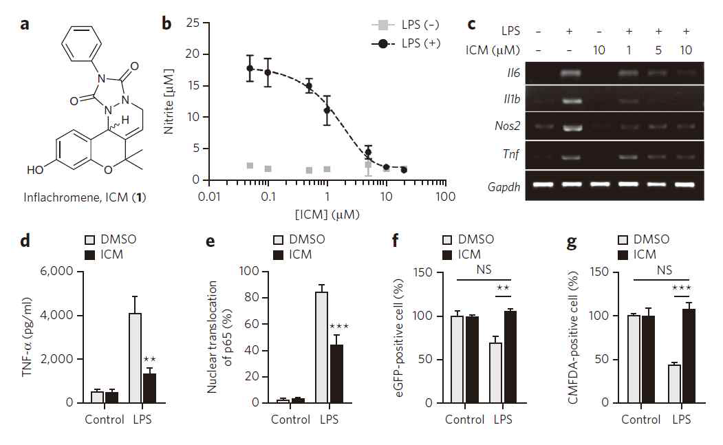 퇴행성뇌질환 치료제로서 ICM의 개발 및 LPS-induced microglia의 활성상태를 조절할 수 있는 새로운 생리활성 물질임