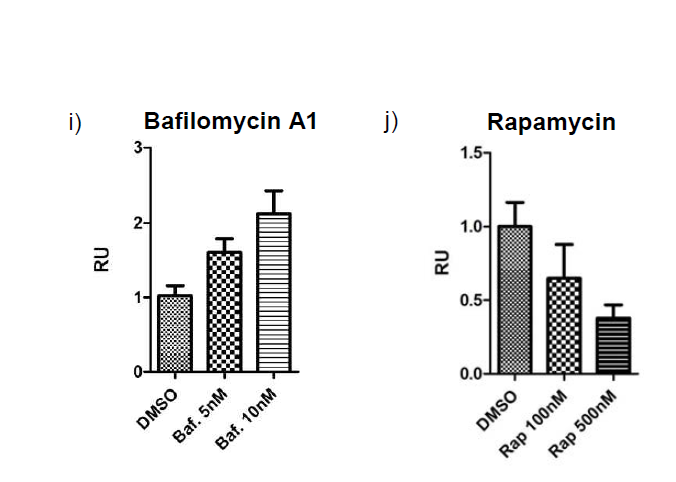 a) DMSO 대조군, autophagy 활성 조건 b-d: b) 혈청 제한, c) rapamycin, d) tamoxifen, autophagy 억제 조건 e-h: e) 3-methyladenine, f) wartmannin, g) bafilomycin A1, h) nocodazole Scale bar 20 um