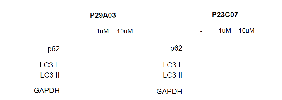 화합물 처리에 따른 autophagy 영향을 확인하기 위한 western blot 분석 결과