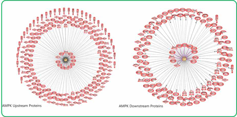 AMPK interactome 분석 결과