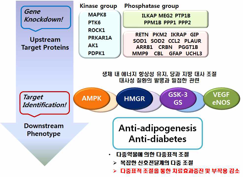 AMPK 활성제어를 위한 타겟 단백질의 선정